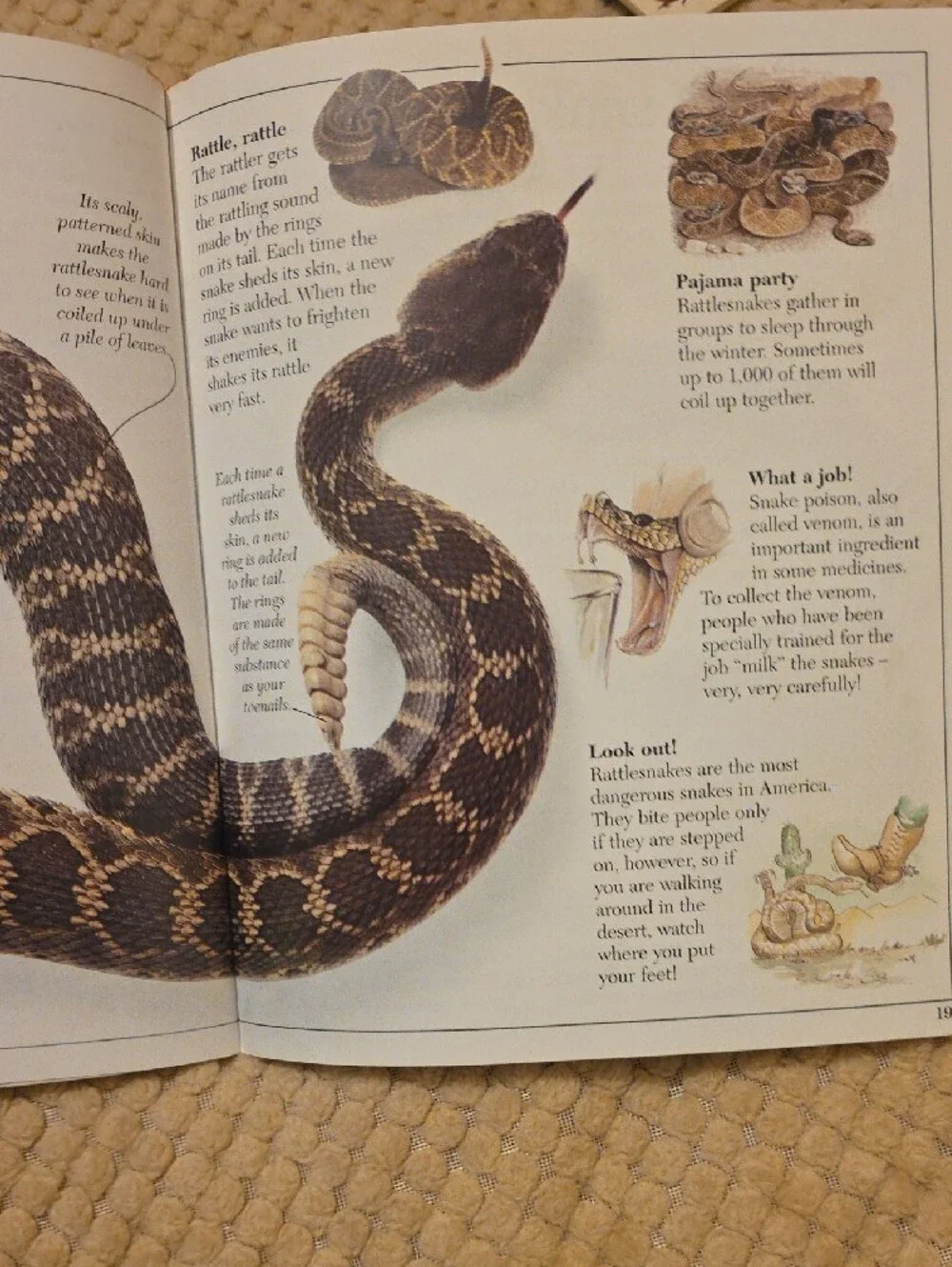 Lot Of 8 Paperback Books 7 Eyewitness Jr. Animal Books And 1 Eyes On Nature Book